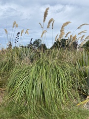 Austroderia richardii
