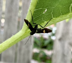 Pristaulacus fasciatus