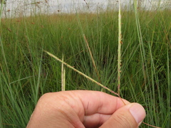 Andropogon schirensis