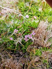 Epilobium confertifolium