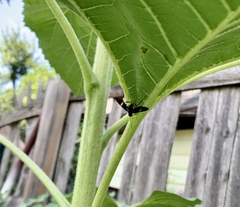 Pristaulacus fasciatus