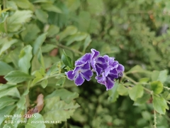 Duranteae
