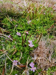 Epilobium confertifolium