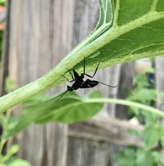 Pristaulacus fasciatus