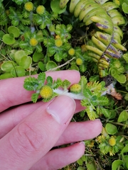 Leptinella lanata