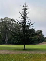 Cupressus macrocarpa