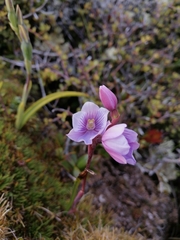 Thelymitra cyanea