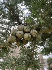 Cupressus macrocarpa