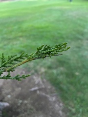 Cupressus macrocarpa