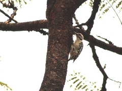 Dendrocopos analis
