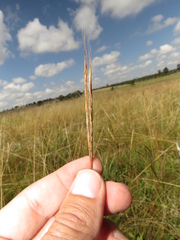 Andropogon schirensis