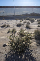Cylindropuntia acanthocarpa