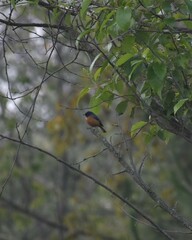 Diglossa baritula