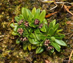 Abrotanella spathulata