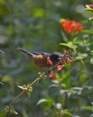 Diglossa baritula