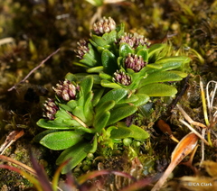 Abrotanella spathulata