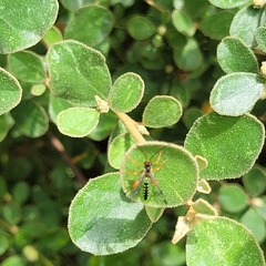 Echthromorpha