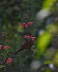 Diglossa baritula