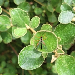 Echthromorpha