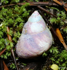 Cantharidus capillaceus