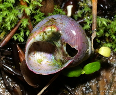 Cantharidus capillaceus