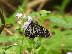 Parantica luzonensis