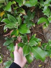 Macrolearia colensoi