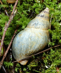 Pareuthria fuscata