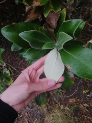 Macrolearia colensoi