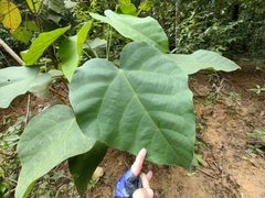 Endospermum peltatum