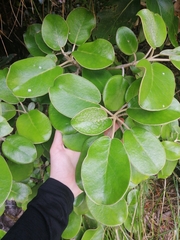 Brachyglottis rotundifolia