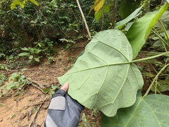 Endospermum peltatum