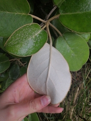 Brachyglottis rotundifolia