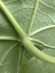 Endospermum peltatum