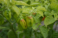 Capsicum chinense
