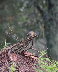 Empidonax fulvifrons