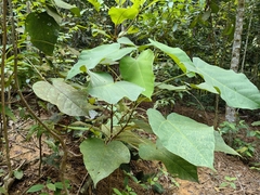 Endospermum peltatum