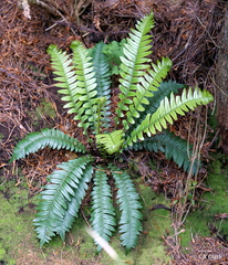 Blechnum durum