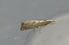 Glaucocharis molydocrossa