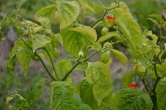 Capsicum chinense