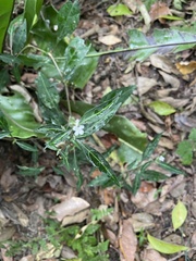 Lepidagathis formosensis