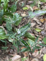 Lepidagathis formosensis
