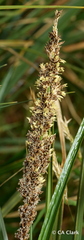 Carex appressa