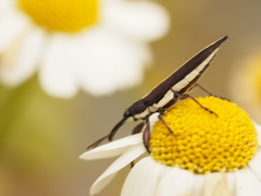 Rhinotia suturalis