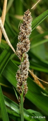 Carex appressa