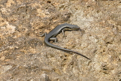 Emoia atrocostata