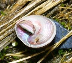 Cantharidus capillaceus