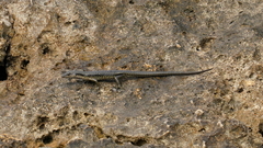Emoia atrocostata