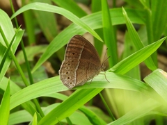 Mycalesis janardana