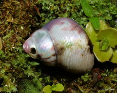 Cantharidus capillaceus